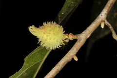 Aporosa bourdillonii